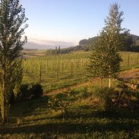 早朝のブドウ畑