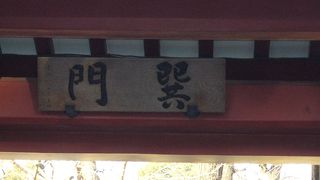 タヌキがいます！