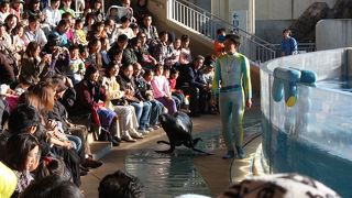 イルカショー楽しい