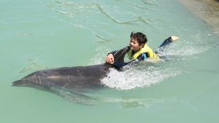 イルカ調教体験・イルカと泳ぐならここが最高