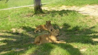 動物と触れ合える