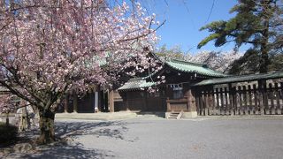 桜をめでながら福太郎を味わう