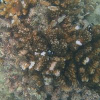 プライベートビーチの海の中