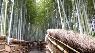 竹の林がすごい