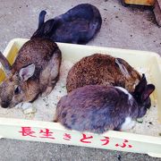 リスよりウサギの方が多いです