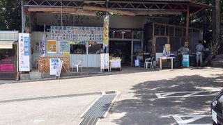 米原のヤエヤマヤシ群落の前にあります