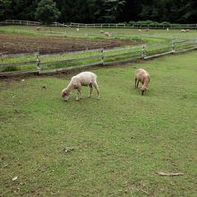 羊ちゃんたち