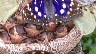 地味だけどおもしろい