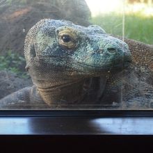 コモドドラゴンいました