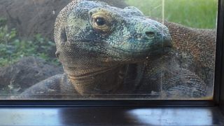 姿が見えない動物多し