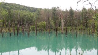 白金青い池
