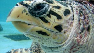 このエリアは無料ですよ