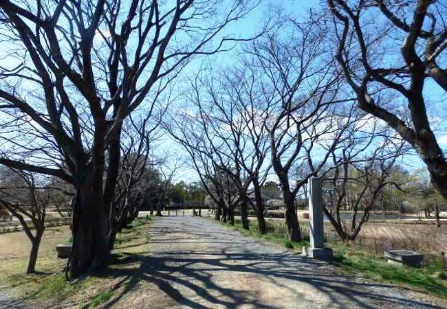 忍城に近い石田堤（いしだつつみ）史跡公園