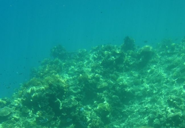 サンゴ礁が間近に見れる！