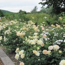 バラの季節は絶景！