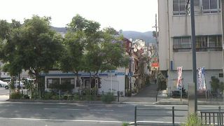 ８月でもまだ見られる熱海のジャカランダ