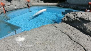 見ものは白イルカだけか