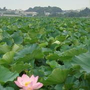 ハスが綺麗に咲いてました