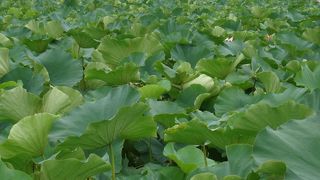 ハスが綺麗に咲いてました