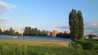 水田で稲が色づいていました