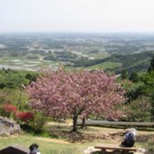 愛宕山は桜の名所として知られています。