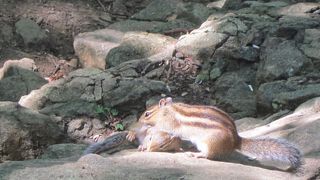 リスや小鳥が間近まで寄ってくる（ひまわりの種があると良い）