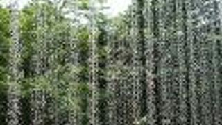 ガラスのカーテン