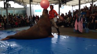 セイウチショーは必見です