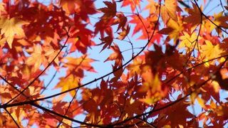 紅葉を見るならここ