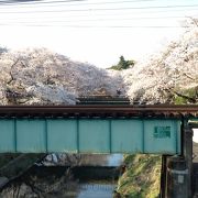 日本一の桜