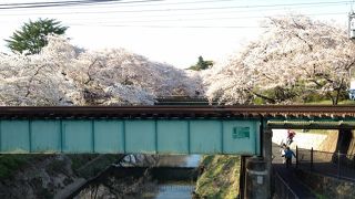 日本一の桜