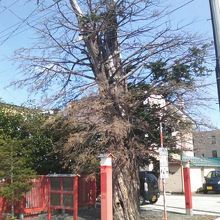 中央部にある弁天神社のご神木