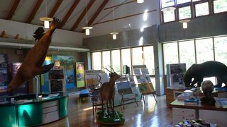 知床の生物について学べます