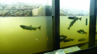 サケが遡上する時期に時間をかけて訪れるといいと思います