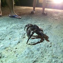 なにかのウ○コと間違えた、ヤシガニくん！