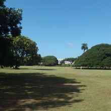 実はあの木がたくさん生えてます（笑）