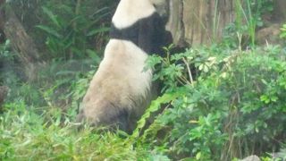 パンダはかわいい。