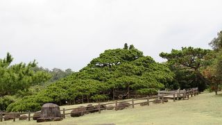 立派な枝ぶりの松です