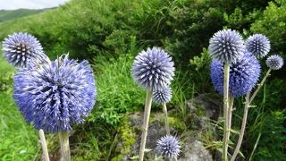 ヒゴタイが咲いています。