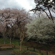 桜満開！！