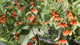 甘いさくらんぼをいっぱい食べて大満足