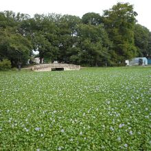 ホテイアオイがびっしり