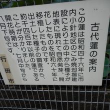 古代ハスのご案内