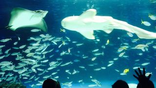 大人になってからも楽しめる水族館
