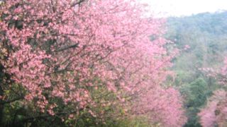 日本一早い桜まつり