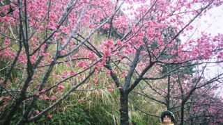 寒緋桜の並木が綺麗