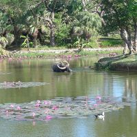 池で水牛がのんびり