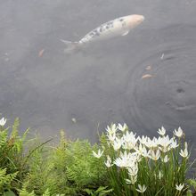 池の縁に咲くタマスダレ