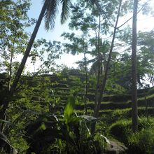 棚田までの散歩道より