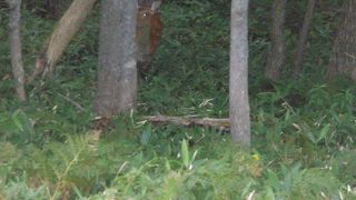 よい運動と思います。